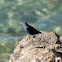 Blue Rock Thrush; Roquero Solitario