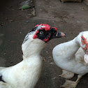 Muscovy duck