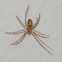 Common house spider