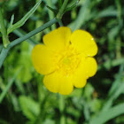 Meadow Buttercup