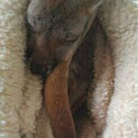 Eastern Grey Kangaroo 
