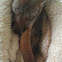 Eastern Grey Kangaroo 