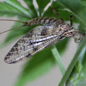 May fly