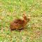 Carolina Marsh Rabbit