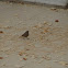 Black Redstart (female)