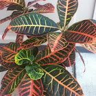 Croton
