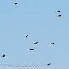 Goldfinch; Jilguero