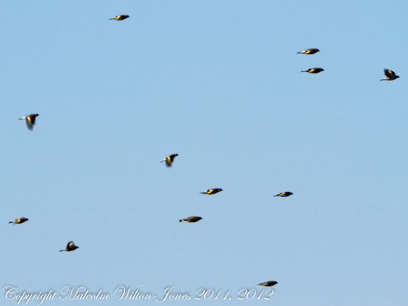 Spotting Image 1