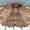 One-lined Zale Moth