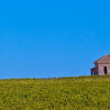 Monterey Vineyard