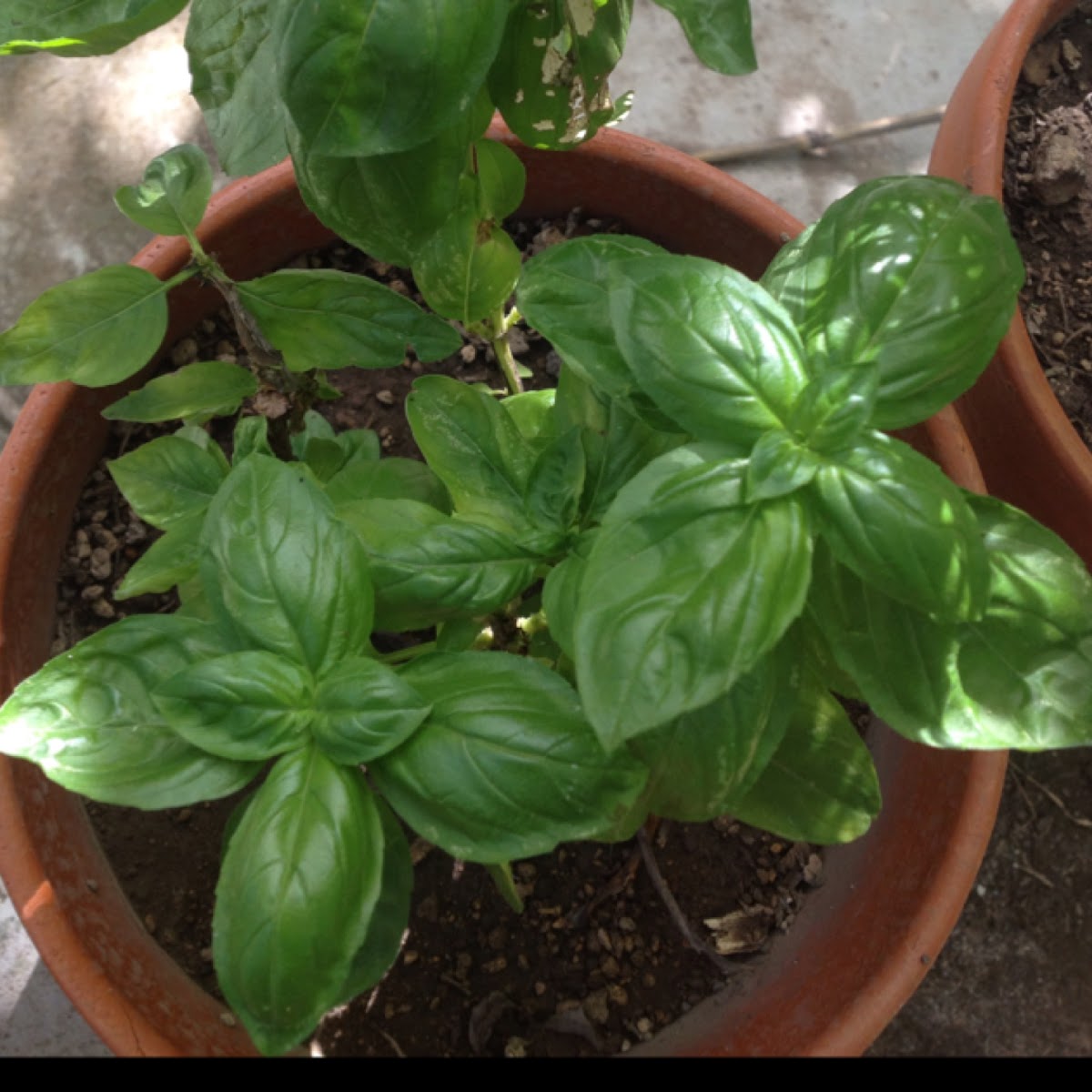 Albahaca (Basil)