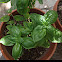 Albahaca (Basil)