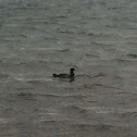 Loon