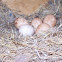 American Kestrel