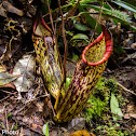 Pitcher Plant
