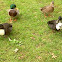 Blue swedish duck