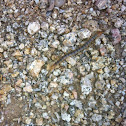 Desert Centipede