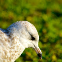 Ring-billed Gull