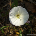 Field Bindweed