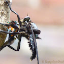 Giant Blue Robber Fly