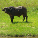 Cape Buffalo