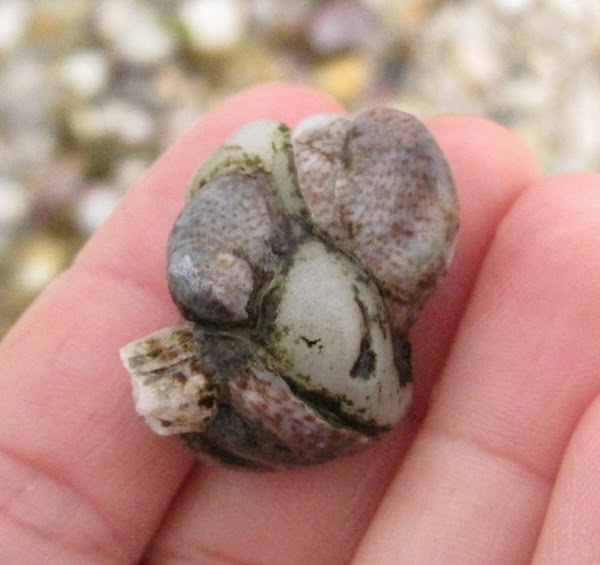 Common Slipper Shell Project Noah