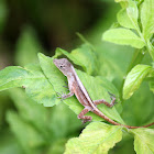 Brown Anole (juvenile)