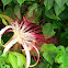 Malabar Chestnut