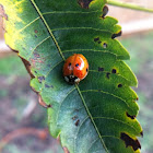 Lady beetle