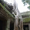 Tree taking over