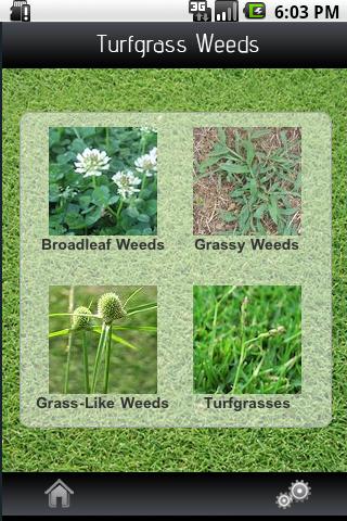 Turfgrass Weeds