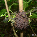 Termite Nest