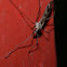 Giant Crane Fly