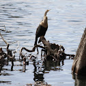 Anhinga