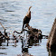 Anhinga