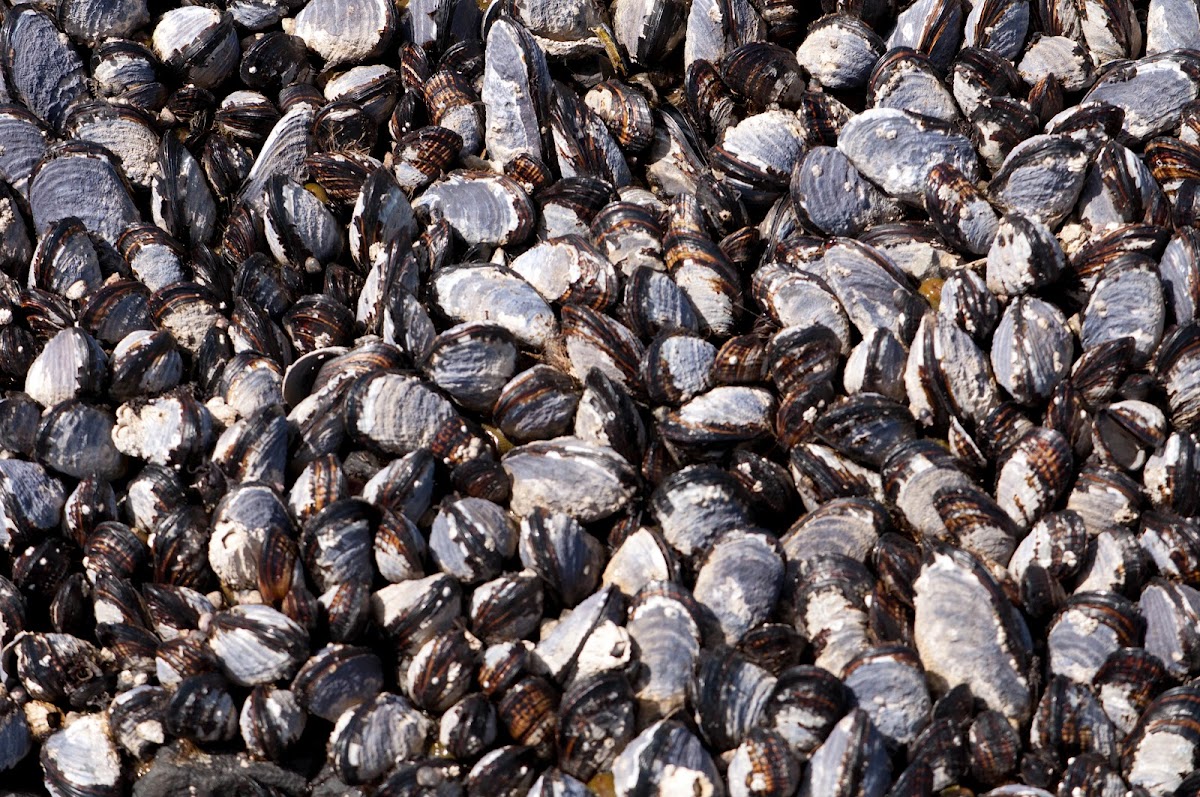 Mussels