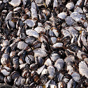 Mussels