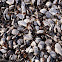 Mussels