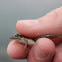 Blanchard's Cricket Frog (juvenile)