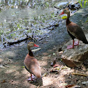 Black-bellied Whistling Duck