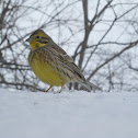 Yellowhammer