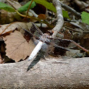 Common whitetail dragonfly