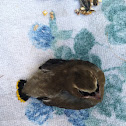Cedar Waxwing