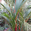 Lipstick Palm