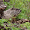 Groundhog