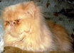 La Gatera De La Casa Miau