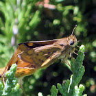 Fiery Skipper
