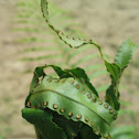 Fern