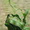 Fern