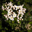 Walter's viburnum